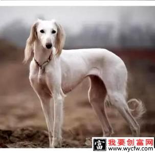 细犬和灵缇有什么区别？仔细辨别一下