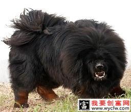 高加索犬vs藏獒