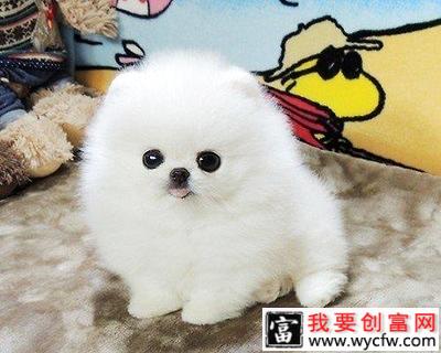 博美犬