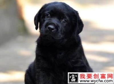 拉布拉多寻回犬价格大概是多少？哪些因素影响其价格？