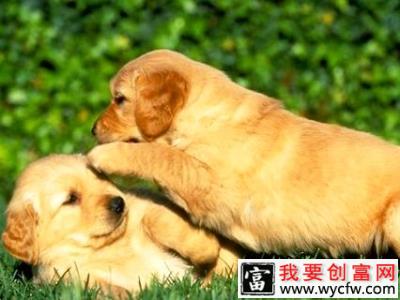 金毛寻回犬