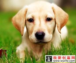 拉布拉多幼犬怎么喂养？