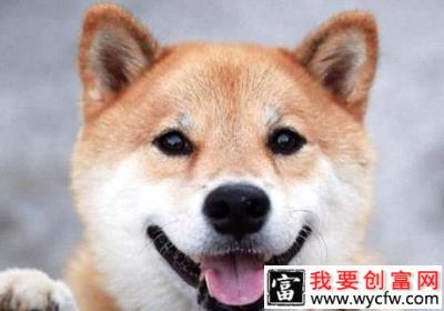 柴犬和秋田犬的区别是什么？