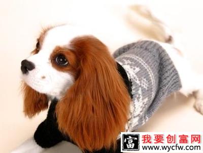 查理士王小猎犬