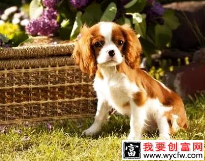 查理士王小猎犬