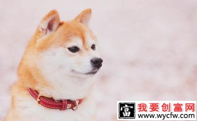 柴犬毛色发白的原因是什么，如何可以加深柴犬的毛色