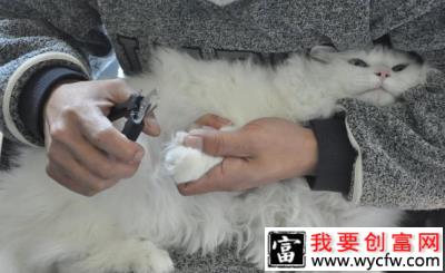 犬猫修剪指甲注意事项 犬猫修剪指甲的原因有哪些