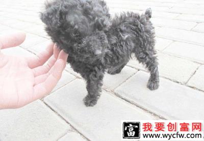 贵宾犬毛发稀疏怎么办？