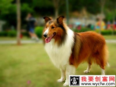 喜乐蒂犬清理耳道的方法