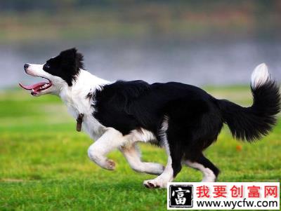 苏格兰牧羊犬如何美毛