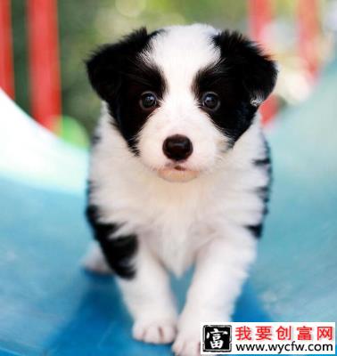 边境牧羊犬会掉毛吗