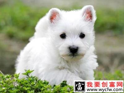 西高地白犬减少掉毛的美容方法