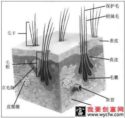 狗狗剃毛知多少