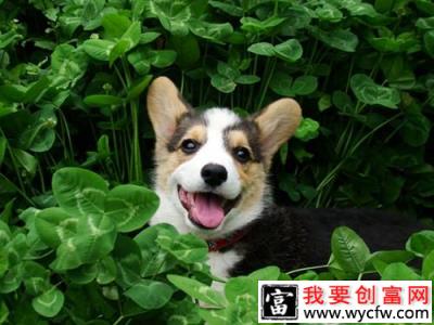 柯基犬赛前怎么美容护理