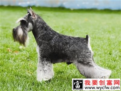 犬类拔毛知识详解，正确理解拔毛观念