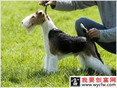 犬类拔毛知识详解，正确理解拔毛观念