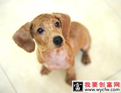 给贵宾犬剃毛的四大注意点