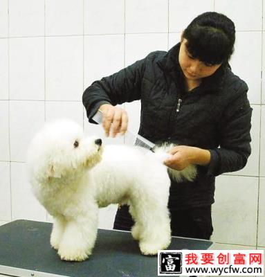 北美工作犬会美容师是如何进行认证的