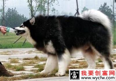 阿拉斯加犬怎么养？