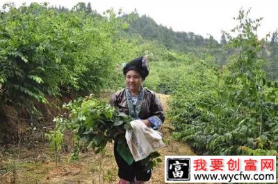 钩藤种植致富案例