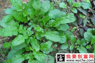 野菜种植前景如何？有哪些野菜品种适合人工栽培？