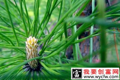 农村山里常见的野生植物，竟还有神奇的减肥功效！