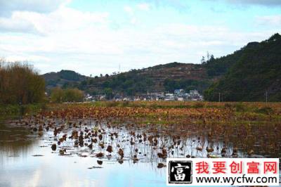 莲藕种植亩产量超过2000斤，一年赚十几万