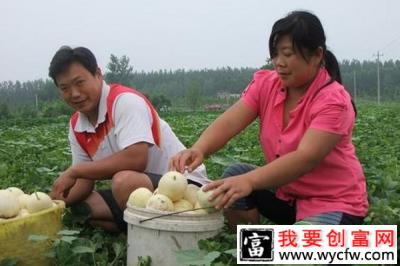 甜瓜种植助农村大姐走致富之路