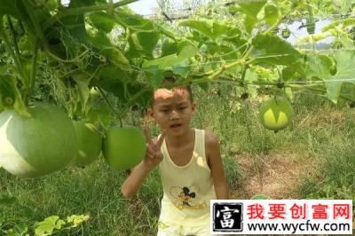 种植业前景分析：且看香芋冬瓜如何成为致富新贵