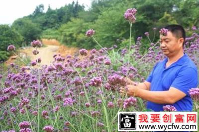 李木良检查薰衣草长势情况