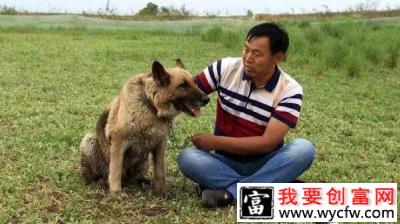 德国牧羊犬帮助霍尔多巴吉鹅减肥