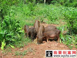 大学生徐力安创办综合养殖场