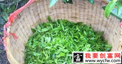 图为黄景超茶厂的茶叶