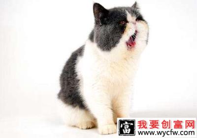 猫咪生了小猫后奶水不足怎么办？