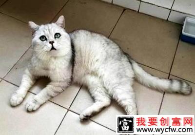 猫咪不喜欢喝水怎么办？让猫爱上喝水的几种方法