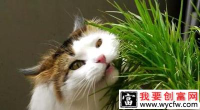 猫草是什么