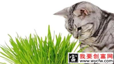 猫草是什么