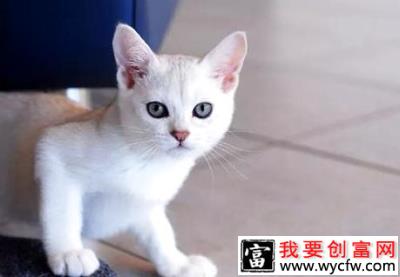 波米拉猫吃什么