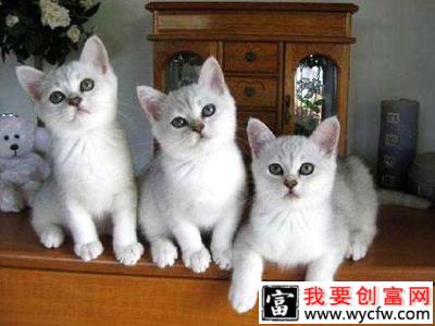 波米拉猫吃什么？波米拉猫饲养