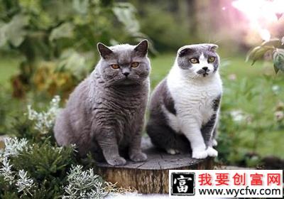 卡尔特猫怎么样