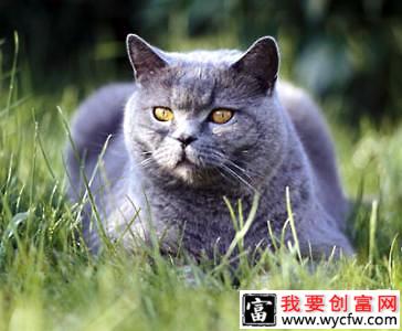 卡尔特猫怎么样