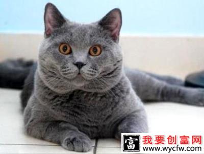 卡尔特猫怎么样