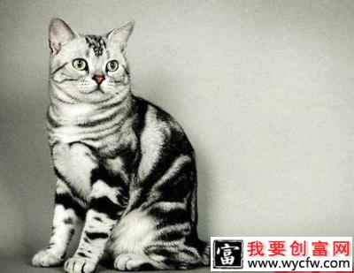 银虎斑猫多少钱一只？银虎斑猫饲养