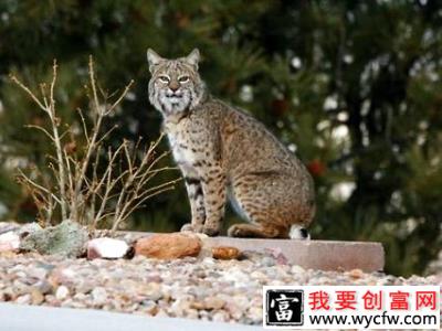 短尾猫为什么不能养？短尾猫介绍