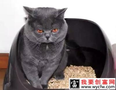 怎么教猫用猫砂