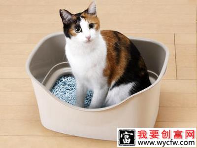 怎么教猫用猫砂