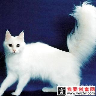 安哥拉猫怎么辨别？安哥拉猫怎么养？