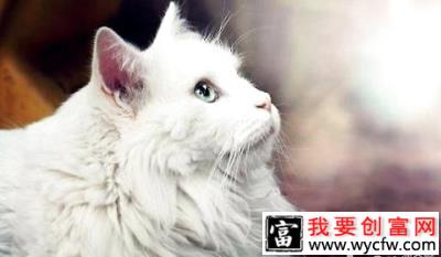 波米拉猫多少钱一只？波米拉猫价格