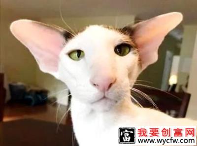 东方猫好养吗