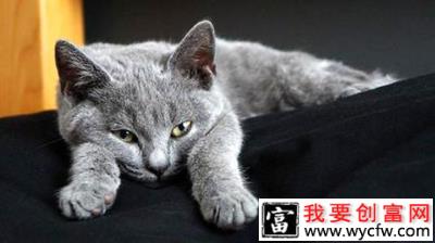 卡尔特猫多少钱一只